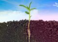 Growing deeper roots in God